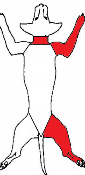 <p><span><span>A dog was burned and the regions of the body that sustained 2</span></span><sup>nd</sup><span><span> degree burns are shaded red. Approximately what percentage of the body was burned? </span></span></p>