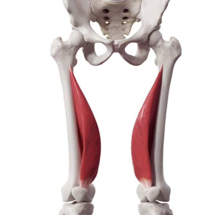 <p>Teardrop-shaped muscle on the inner front thigh, part of the quads group</p>