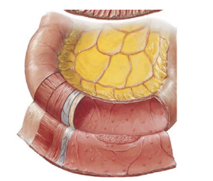 <p>region of small intestine</p><ul><li><p>third region of small intestine</p></li><li><p>very few plicae circulares</p></li><li><p>contains peyer’s patches</p><ul><li><p>clusters of lymphatic tissue</p></li></ul></li></ul><p></p>