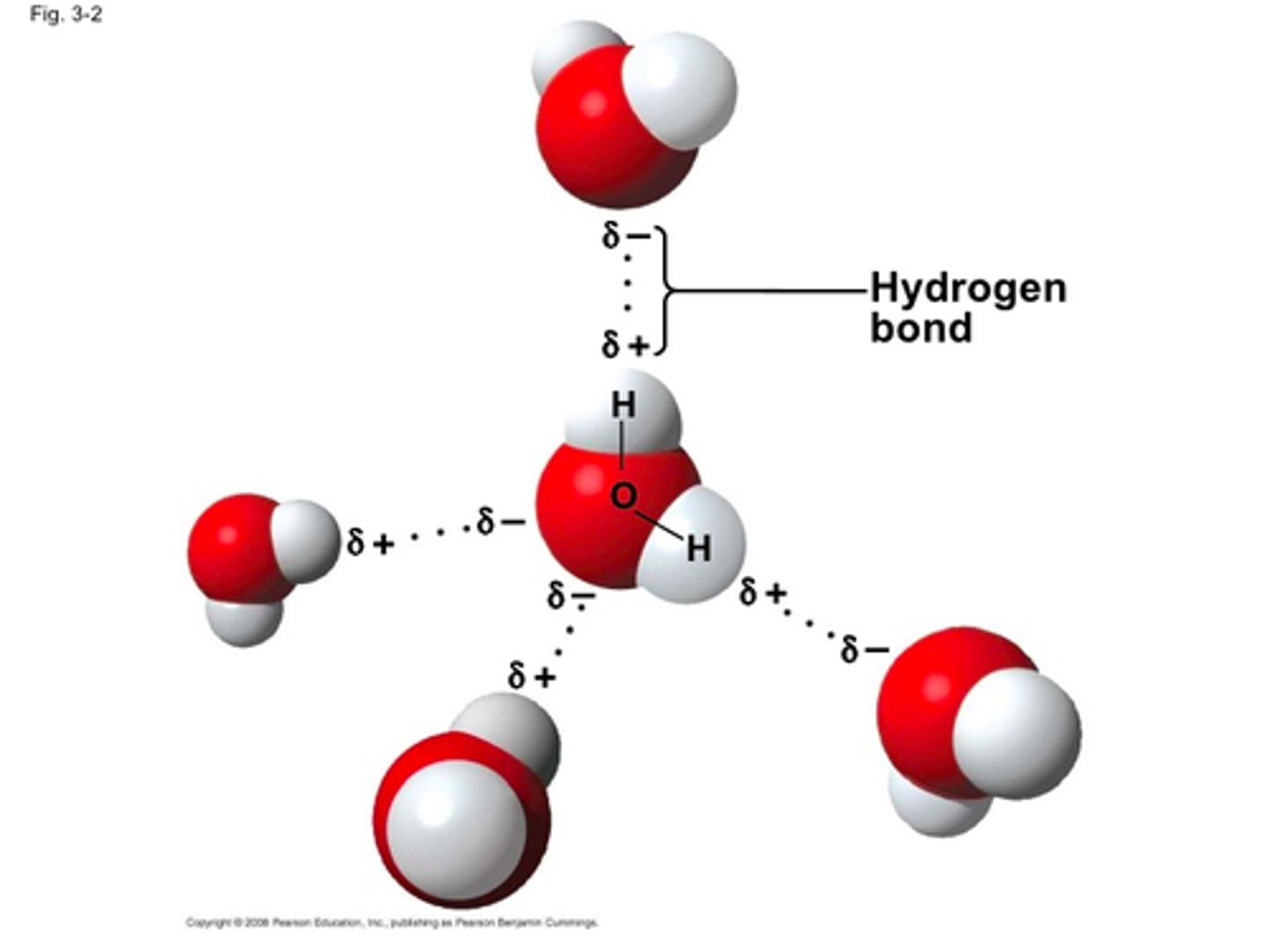 <p>Hydrogen bonds form when hydrogen atoms covalently bond to nitrogen, oxygen or fluorine.</p>