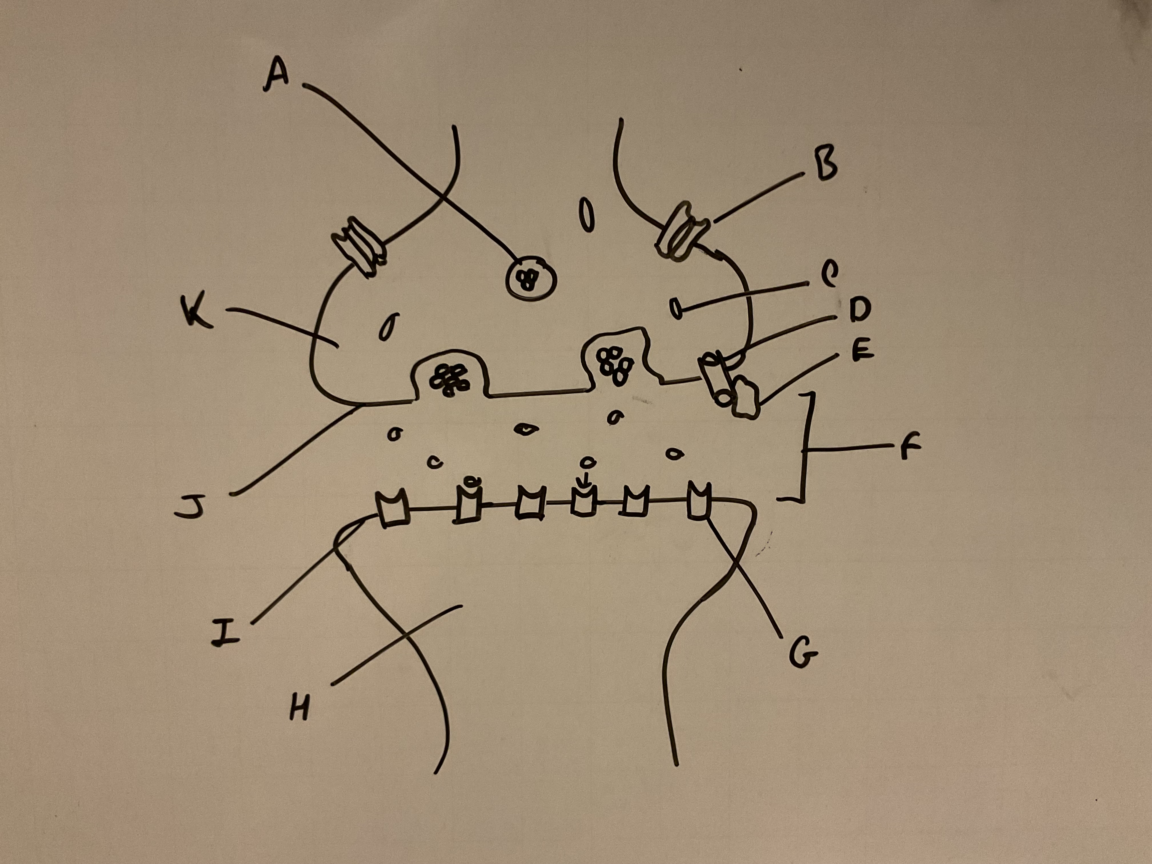 <p>Label this synapse </p>