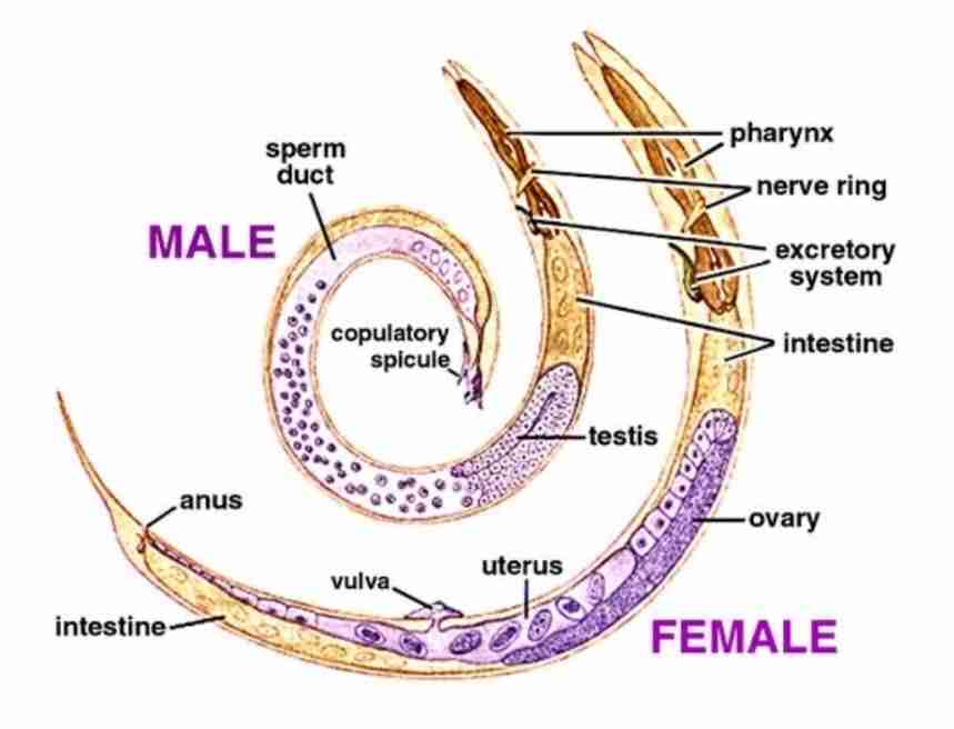 <ul><li><p>Non-segmented cylindrical worms</p></li><li><p>Mouth surrounded by lips. Some species (hookworm) mouth opens into buccal cavity </p></li><li><p>Sexes separate (dioecious) : male smaller than female </p></li><li><p>Female either viviparous (produce larvae)/oviparous (produce eggs)</p></li><li><p>Live in tissues/intestinal tract</p></li></ul>