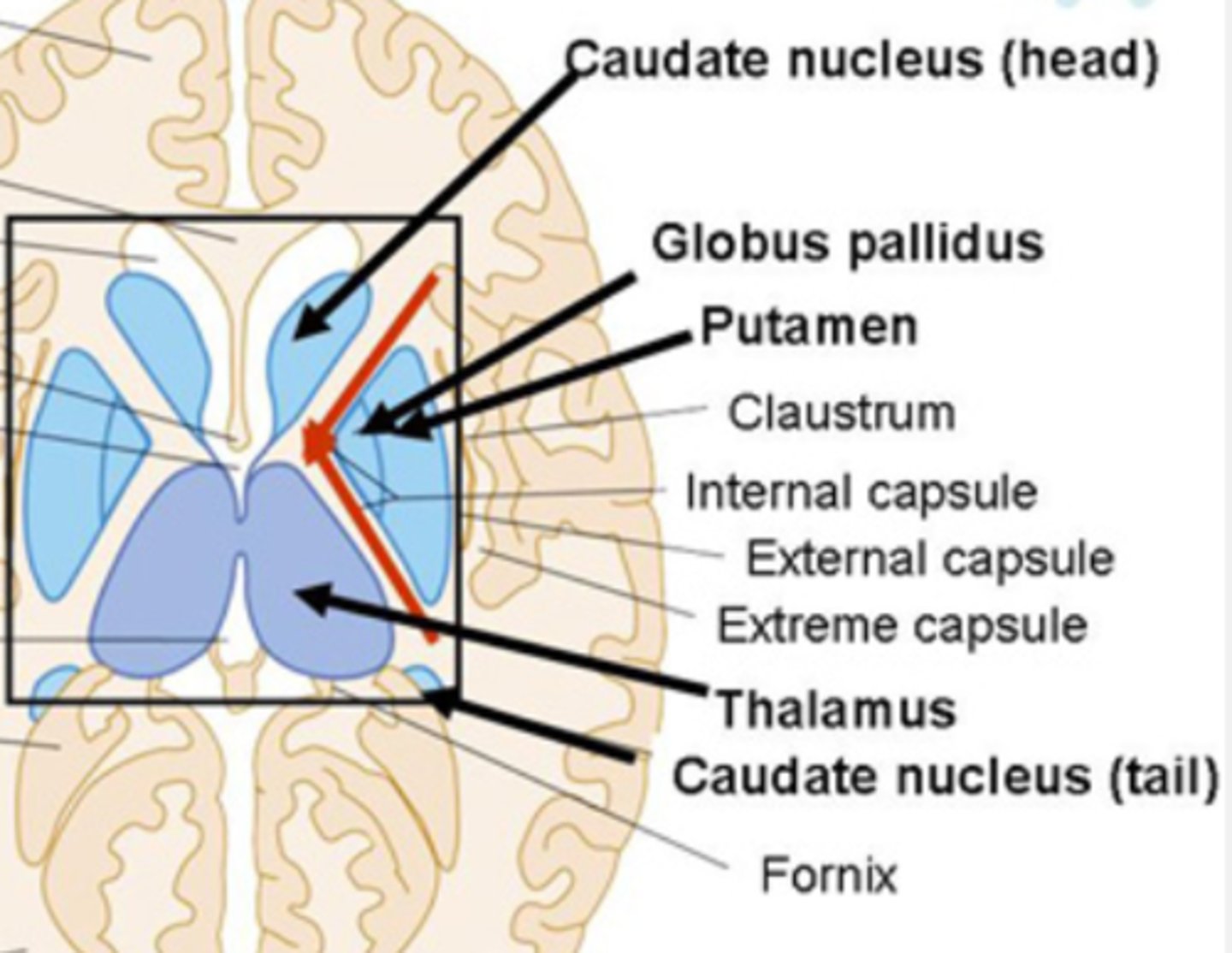 <p>odnoga przednia torebki wewnętrznej (niżej zanika i te części się łączą)</p>
