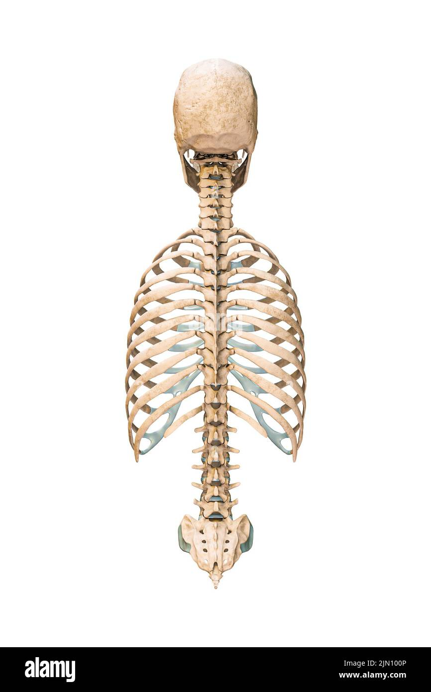 <p>where can you find each vertebrae? cervical, thoratic, Lumbar, Sacrum, Coccyx</p>
