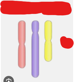 <p>Consisting of one or multiple chromosomes which are not in pairs. A ______ cell has n amount of chromosomes where n is any positive integer.</p>