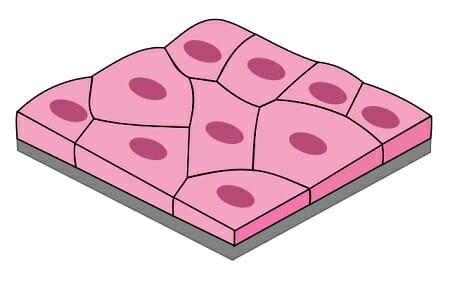 <p>epithelial tissue with <em>flat</em> cells </p>