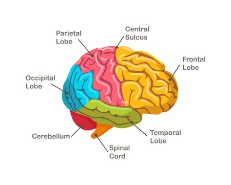 <p>It facilitates various cognitive functions.</p>