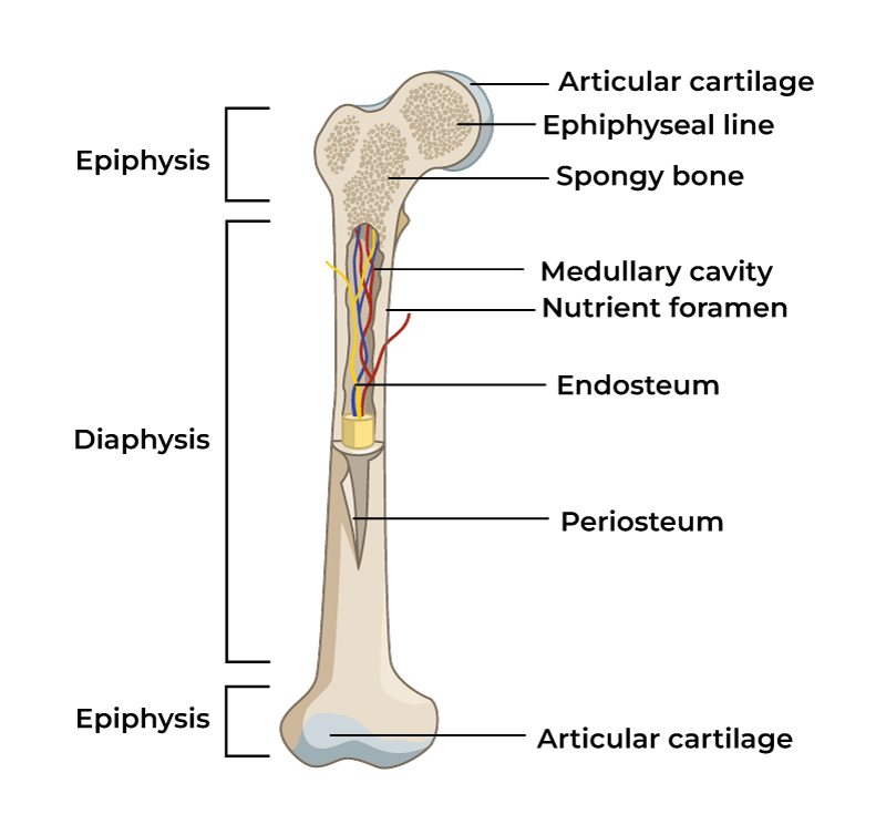 <p>Epiphysis is the top and bottom part of the bone<br>Diaphysis is the middle of the bone</p>