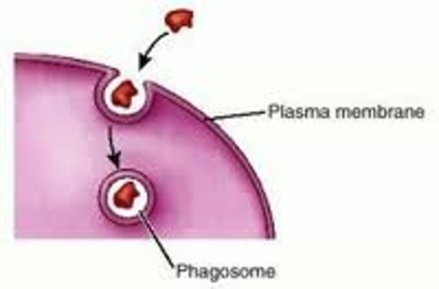 <p>The process by which substances or pathogens are taken in to a cell by engulfment by a vesicular structure surrounded by cell membrane.</p>