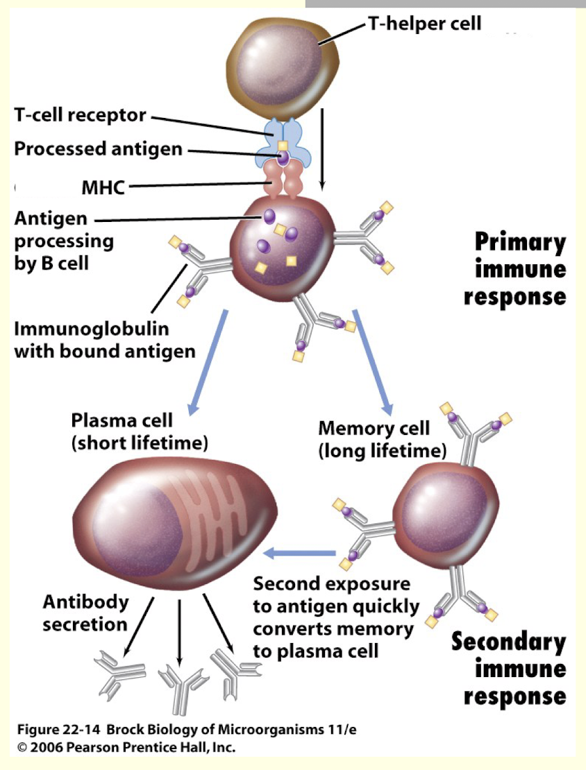 <ul><li><p>when a B cell first finds its antigen with the help of T helper cell</p><ul><li><p>produce plasma cells and IgM antibodies (big, multipurpose [?], less potent)</p></li></ul></li></ul><p></p>
