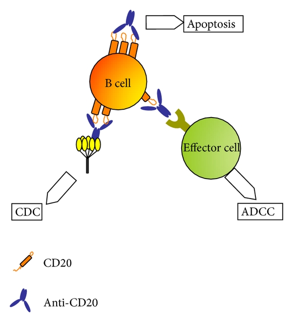 <ol><li><p>Rituximab </p></li><li><p>Ofatumumab </p></li></ol><p></p>