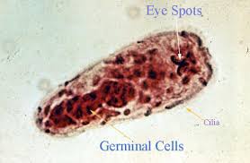 <p>genus and species?</p>