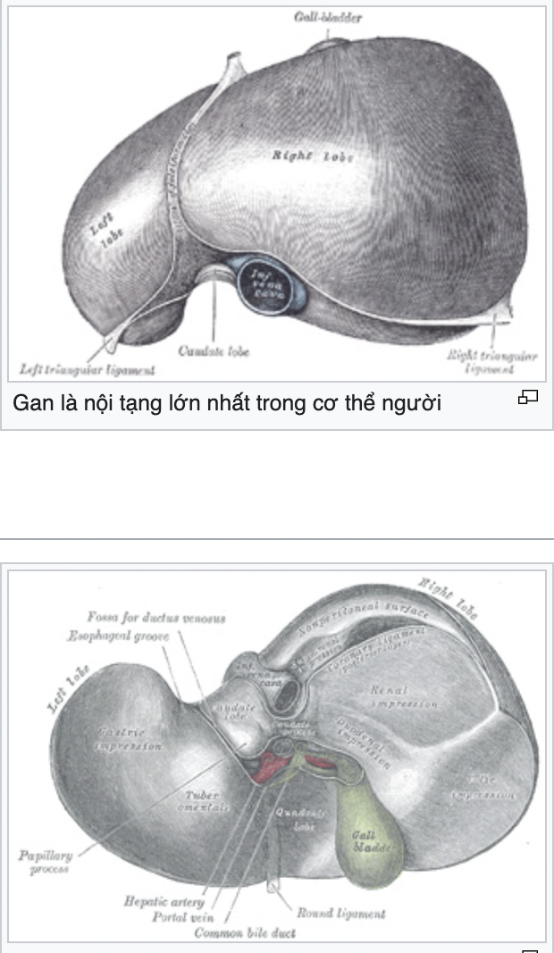 <p>Liver (hepat-)</p>