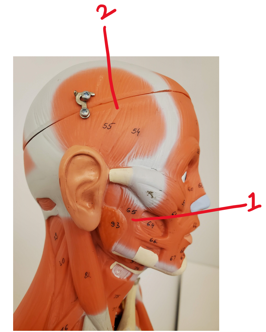 Muscles for Mastication #1