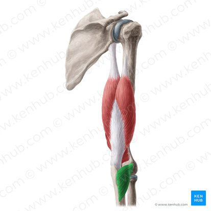 <ol><li><p>identify this muscle,</p></li></ol><p>2. its origin(s),</p><p>3. its insertion(s),</p><ol start="4"><li><p>action(s)</p></li></ol><p></p>
