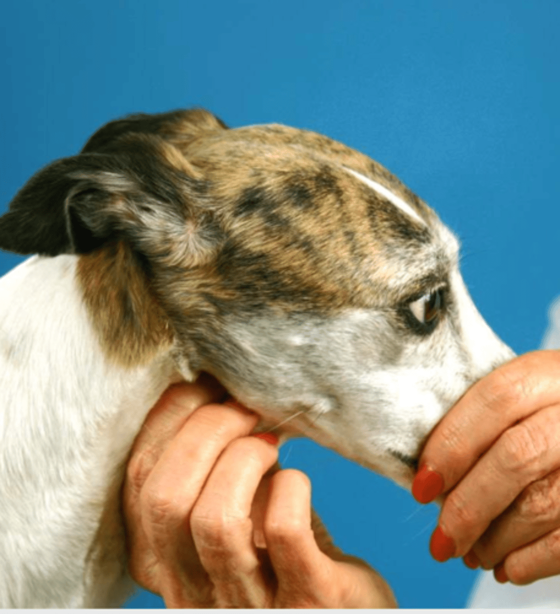 <p>what nerves are we evaluating?</p>