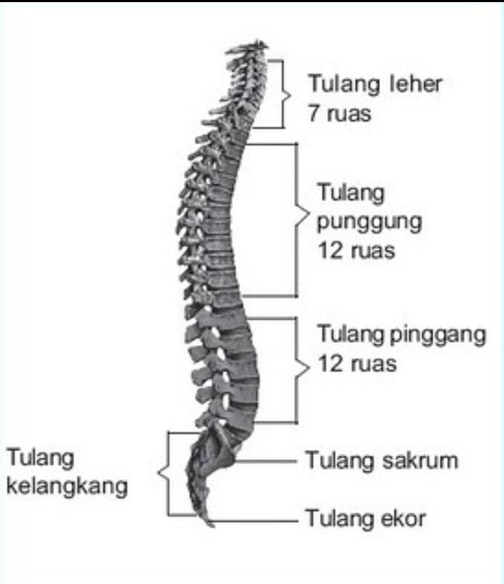 <p>Manakah tulang yang menyatu berdasarkan gambar di samping </p>