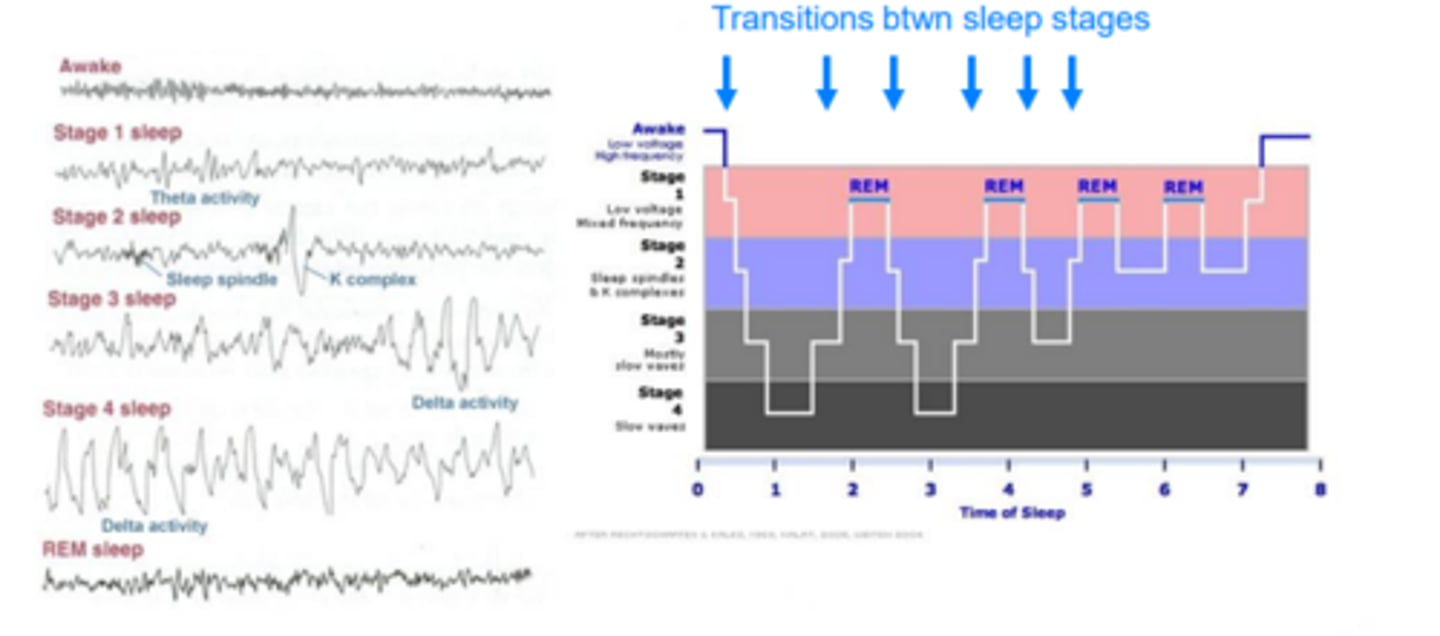 <p>- Main stages / transitions of wakefulness / sleep</p>