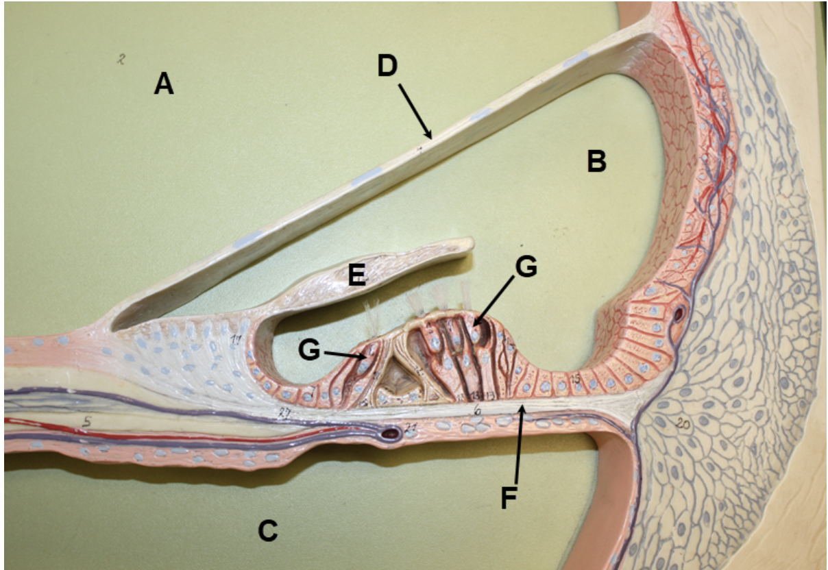 <p><span><span>In the image above, identify spaces A-C, structures D-F, and cells G.&nbsp; For H, name the structure that cells G are a part of.&nbsp;</span></span></p>