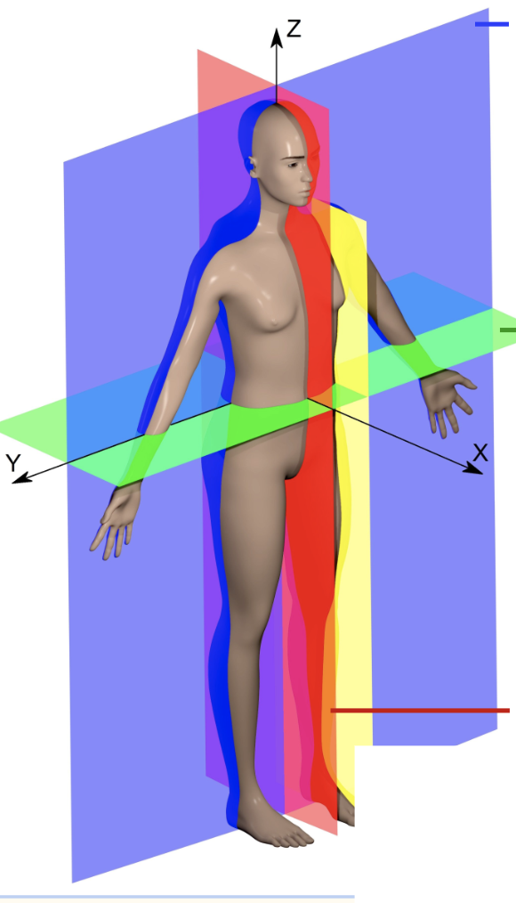 <p>coronal or frontal plane</p>