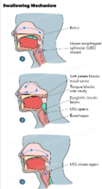 <ul><li><p>Complex activity incorporating motor, sensory, and cognitive skills</p></li><li><p>Includes multiple phases based around movement of a bolus</p><ul><li><p>oral (buccal) preparatory phase</p></li><li><p>oral phase</p></li><li><p>pharyngeal phase</p></li><li><p>esophageal phase</p></li></ul></li></ul>