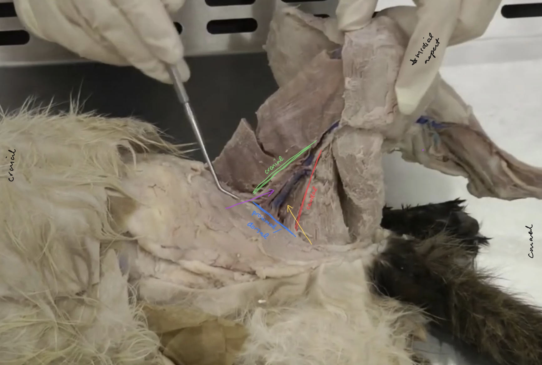 <p>what makes up the cranial border of the femoral triangle?</p>