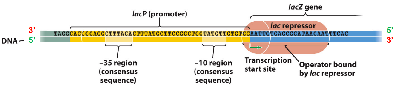 Which strand is the template strand and why?