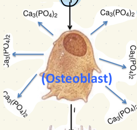 <p>Step 4</p><p>Osteoblast</p><p>Secrete</p><p>Sends out</p>