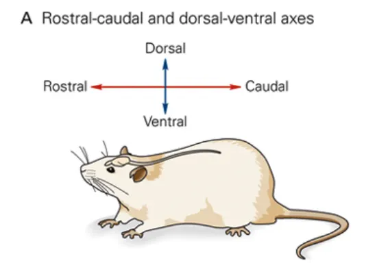 <p>longitudinal axis that runs from rostrum (beak) to caudal (tail)</p>