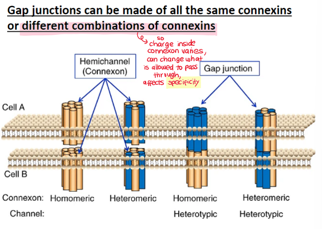 <ul><li><p>21 different connexin genes identified</p></li><li><p>gap junctions made of same connexins or different combinations of connexins</p></li><li><p>selectivity due to <strong>differences between amino acids that face the internal channel</strong></p></li></ul><p>can be selective for different charged molecules</p>