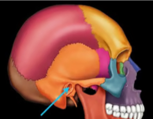 <p>Large passageway through bone</p>