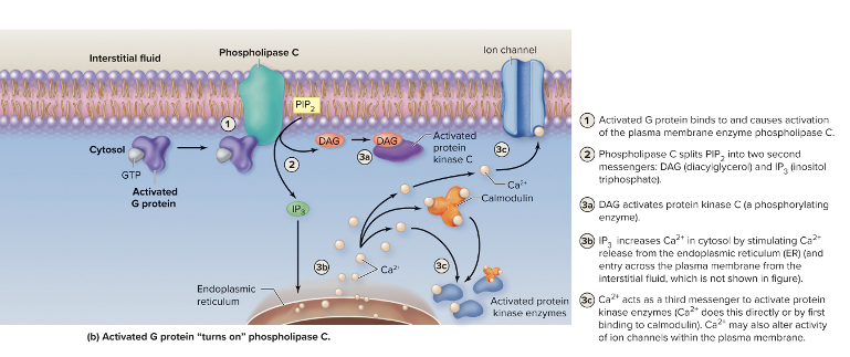 <p>binds to receptor, G protein </p><p>activated G protein → phospholipase C </p><p>phospholipase C splits PIP<sub>2</sub> into diacylglycerol (DAG) + inositol triphosphate (IP<sub>3</sub>) </p><p>DAG is a 2nd messenger of the membrane that activates protein kinase C </p><p>IP<sub>3</sub> is a 2nd messenger leaves membrane + causes increase in Ca<sup>2+</sup> in cytosol </p><ul><li><p>ca<sup>2+</sup> acts as a 3rd messenger, activating kinases → ion channels </p></li></ul><p></p>