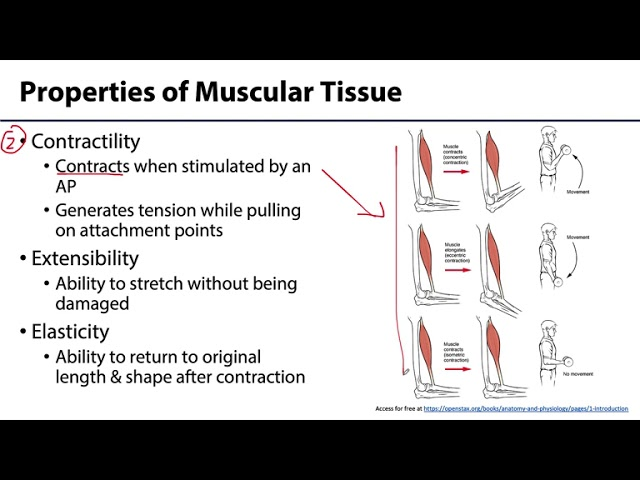 <ul><li><p><span style="background-color: transparent;">Ability to generate tension/force in response to AP; if tension generated is greater than load placed on muscle, movement occurs&nbsp;</span></p></li></ul><p></p>
