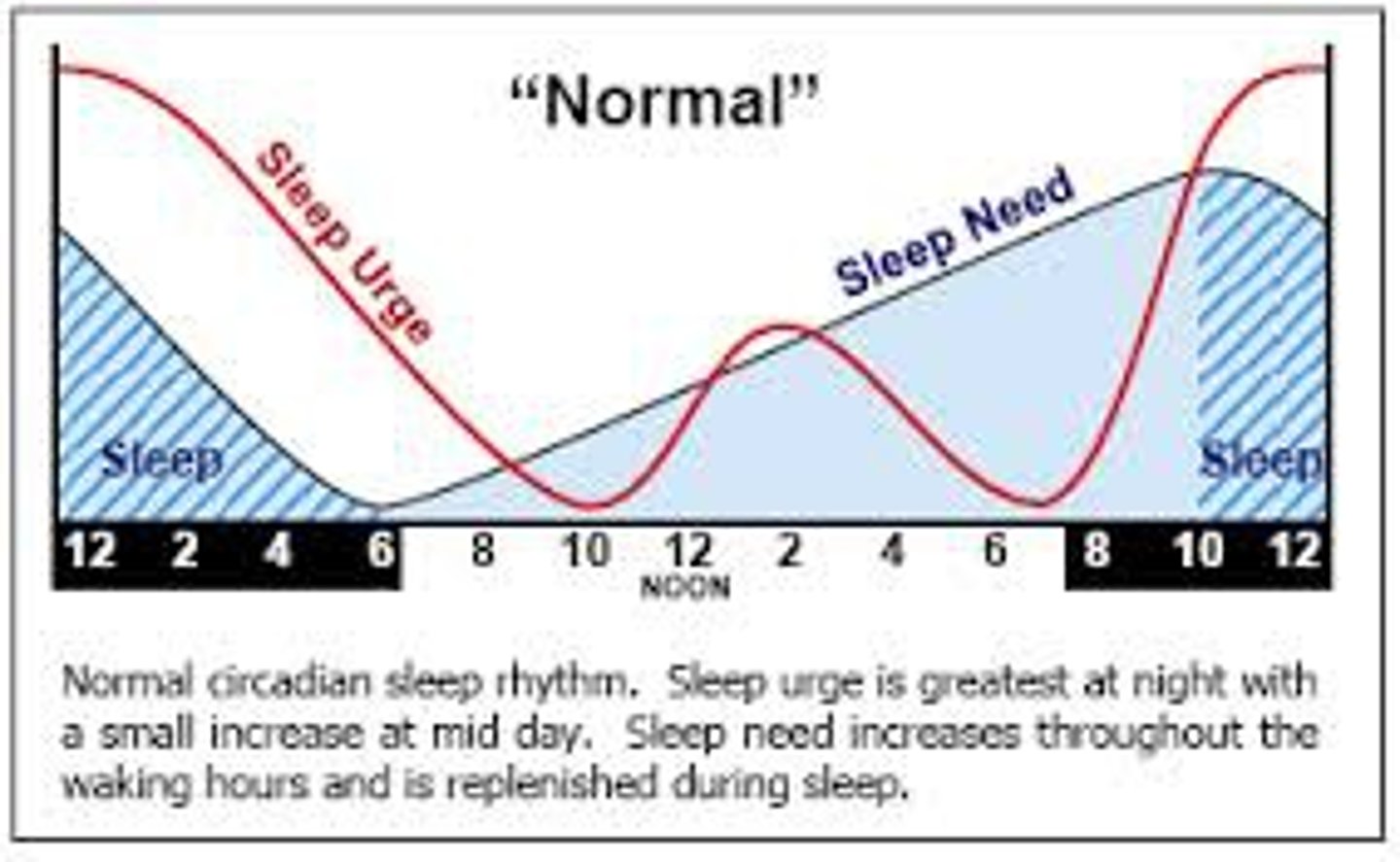 <p>the biological clock; regular bodily rhythms that occur on a 24-hour cycle</p>