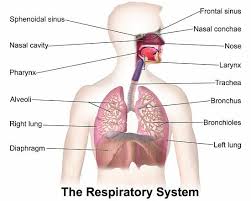 <ul><li><p>A higher level of organization consisting of functionally related organs.</p></li><li><p>Example: The circulatory system includes multiple organs like the heart and blood vessels.</p></li></ul><p></p>