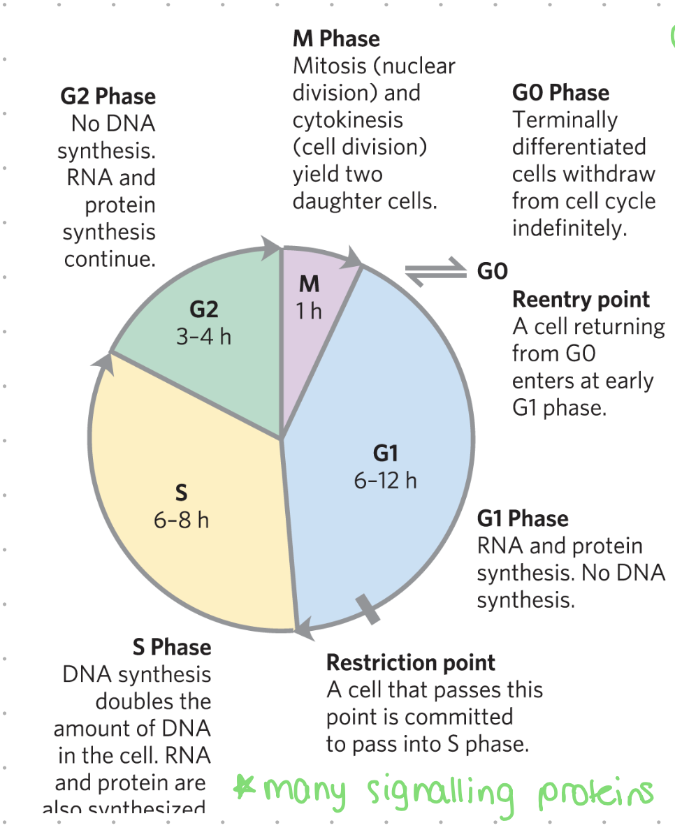 <p><span>the life cycle of a cell, encompassing its growth, DNA replication, and division into two daughter cells. </span></p><p><span>It's a coordinated process that ensures the accurate distribution of genetic material and division of the cell. The cell cycle is broadly divided into two phases: interphase and the mitotic (M) phase.&nbsp;</span></p><p></p>