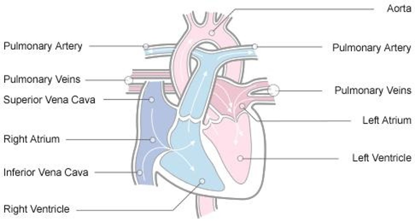 <p>Systemic and pulmonary circulations.</p>