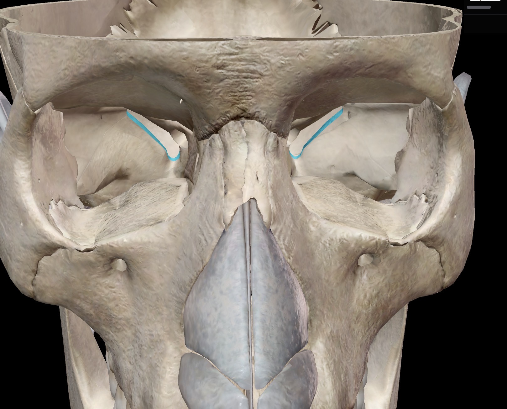 <p>What is this and what is its function? What nerves pass through here and what is their function?</p>