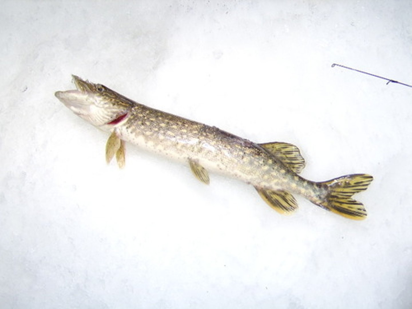 <p>large stalking predator, duck-billed. Habitat: Shallow, weedy areas of lakes and rivers; large individuals live in deeper waters</p>