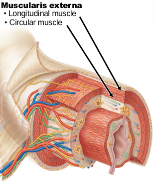 <p>“2,” Separated by 2nd network of nerve cells (2nd after previously mentioned submucosa)</p>