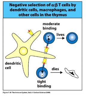 <p>-strong affinity of the new TCR for self-MHC/peptide complexes triggers cell death</p><p>-ongoing both in the cortex (epithelial cells) and the medulla (thymic epithelial cells plus macrophages and DCs)- incomplete in the absence of medullary macrophages and DCs → autoimmune disease</p><p>-~2% of the original DP thymocytes graduate (survive negative selection)</p>