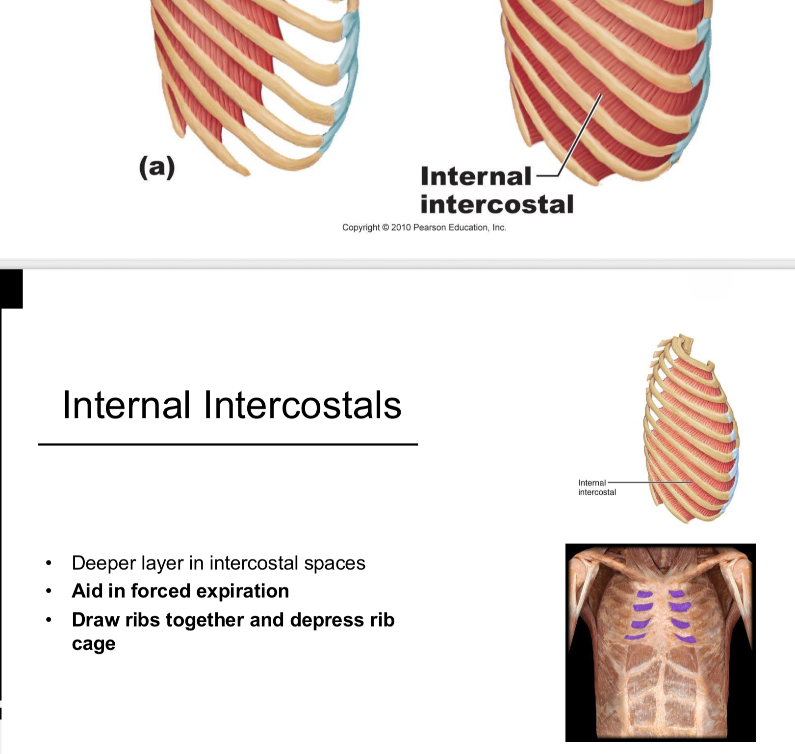<p>Muscles that aid in expiration by depressing the rib cage.</p>