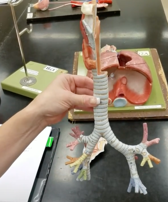 <p>Name of structure extending off esophagus</p>