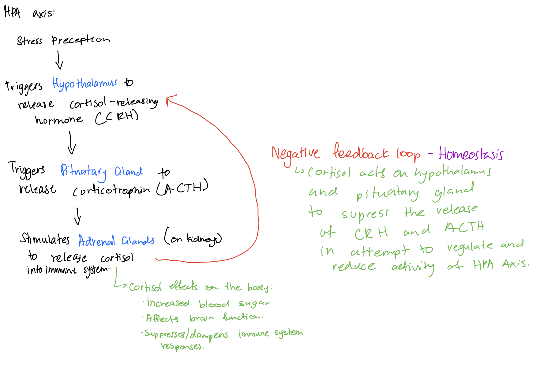 <p>Stress perception triggers <strong>hypothalamus</strong> to release cortisol releasing hormone (CRH). This triggers the <strong>pituitary gland</strong> to release corticotropin (ACTH), which stimulates the <strong>adrenal glands </strong>(located on the kidney) to release cortisol and other hormones into the immune system to prepare the body to deal with the stressor.</p>