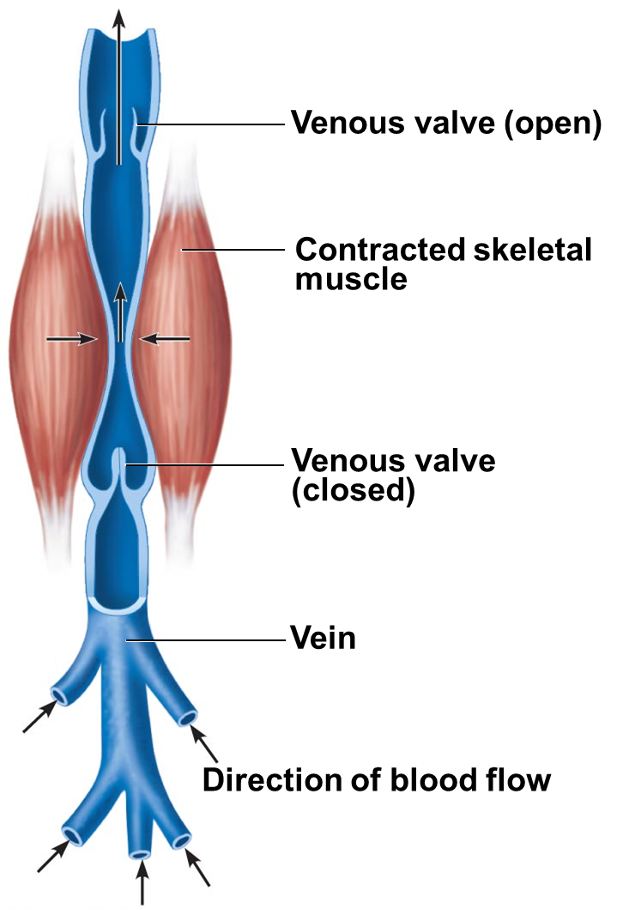 <p><strong><span style="font-family: Arial">Muscular pump</span></strong></p>