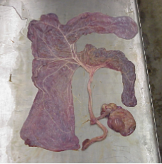 <p>What is this?</p>