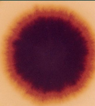 term image
