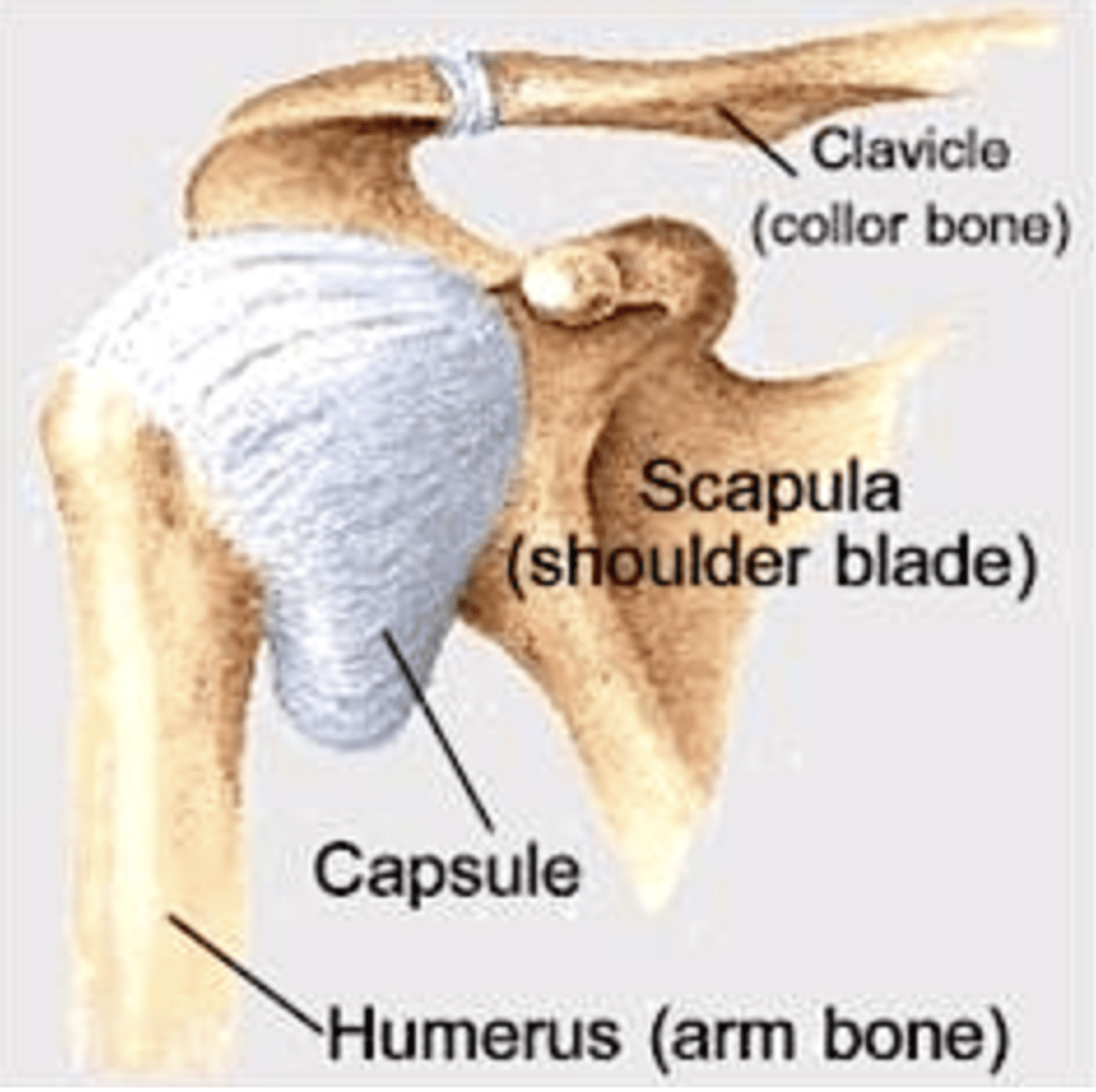 <p>The anatomical neck is a slight narrowing below the articular surface of the head, where the shoulder joint capsule is attached.</p>