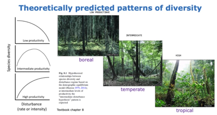 <p>LOW PRODUCTIVITY = boreal forest<br><br>INTERMEDIATE PRODUCTIVITY = temperate forest<br><br>HIGH PRODUCTIVITY= tropical forest<br><br>In the boreal forest, increase in disturbance causes a decrease in species diversity <br><br>In the temperate forest, as disturbance increases, species diversity increases (then it hits a peak and then decreases again - parabola shaped)<br><br>In the tropical forest, increased disturbance causes an increase in species diversity</p>