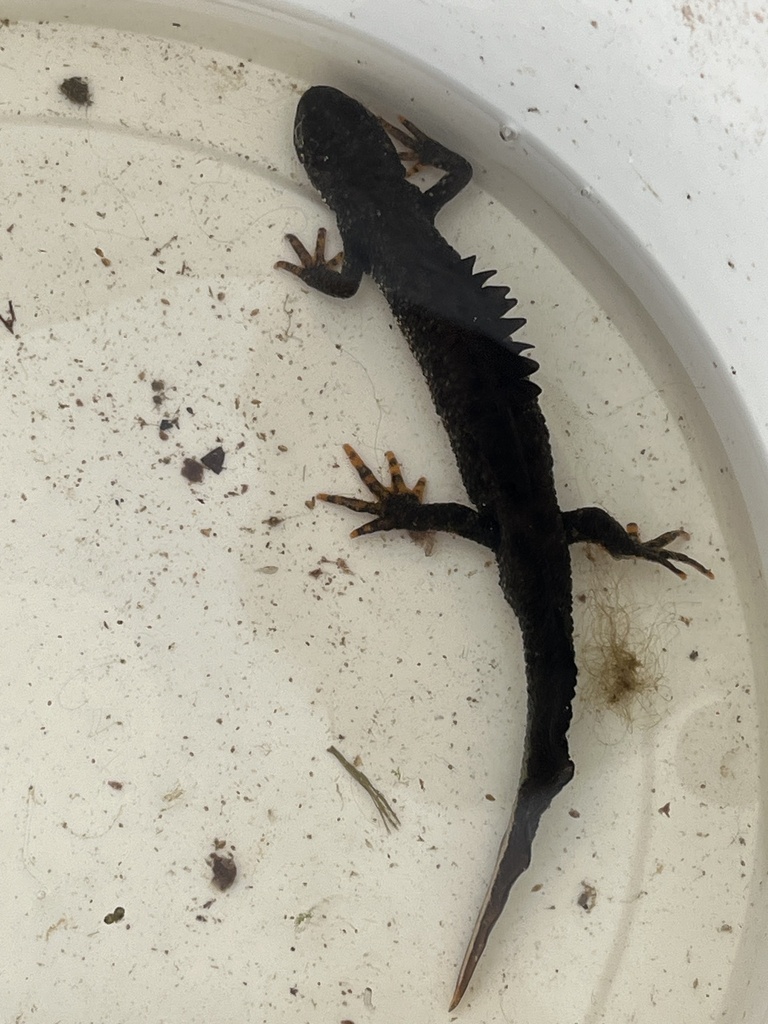 <p>Triturus cristatus</p>